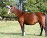 broodmare Rebelina Bois Margot (Selle Français, 2005, from L'Arc de Triomphe)