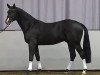 dressage horse Soleil (Westphalian, 2010, from San Amour I)