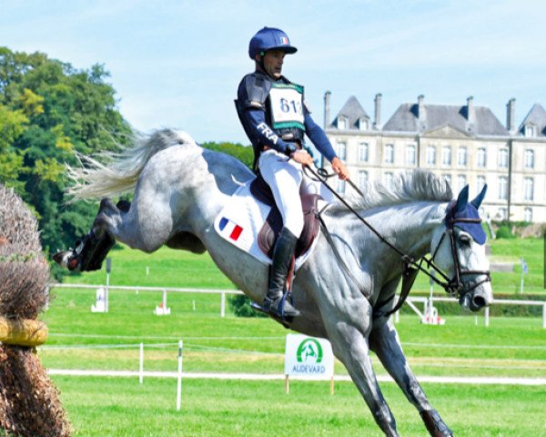 Deckhengst Covadys de Triaval (Selle Français, 2012, von L'Arc de Triomphe)