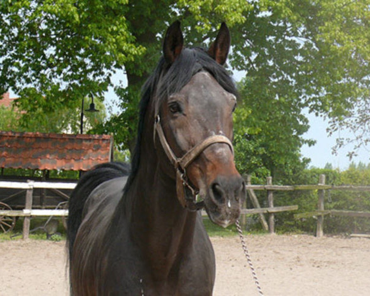 Deckhengst Landprinz I (Holsteiner, 1986, von Landgraf I)