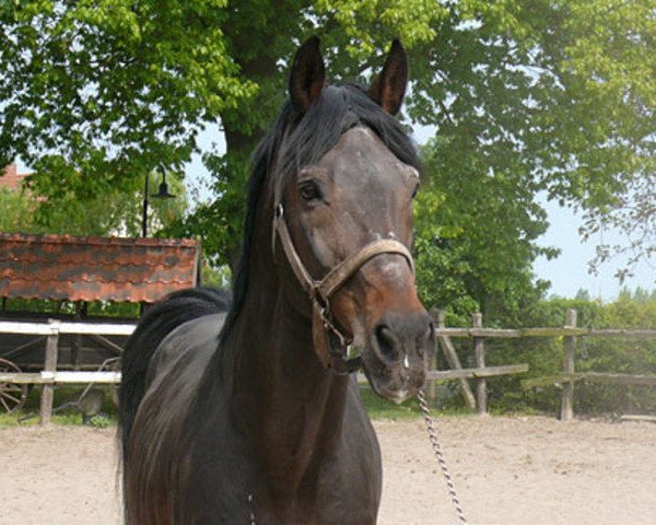 stallion Landprinz I (Holsteiner, 1986, from Landgraf I)