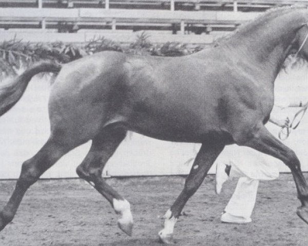 stallion Libretto (Holsteiner, 1974, from Liguster)