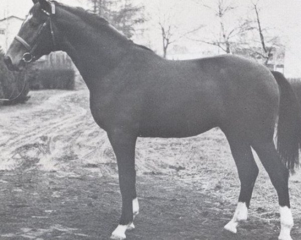 horse Rinaldo (Holsteiner, 1970, from Ramiro Z)