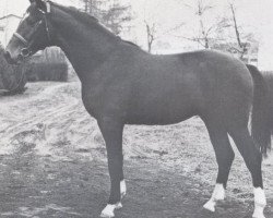 stallion Rinaldo (Holsteiner, 1970, from Ramiro Z)