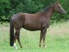 broodmare Donnee Rouge (Hanoverian, 2007, from Don Vino)