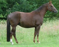 broodmare Donnee Rouge (Hanoverian, 2007, from Don Vino)