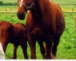 broodmare Witoscha (Hanoverian, 1990, from Watzmann)