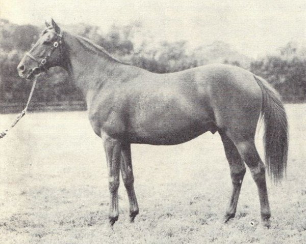 stallion Borealis xx (Thoroughbred, 1941, from Brumeux xx)
