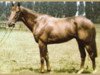 stallion Herero xx (Thoroughbred, 1959, from Borealis xx)