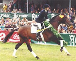 stallion Grand Prix (Trakehner, 1981, from Swazi xx)