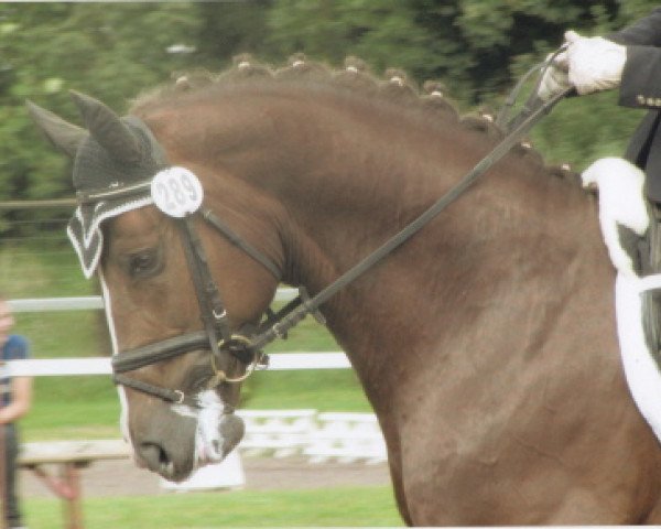 dressage horse French Star WR (Oldenburg, 2005, from French Kiss)