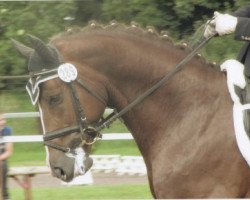 dressage horse French Star WR (Oldenburg, 2005, from French Kiss)