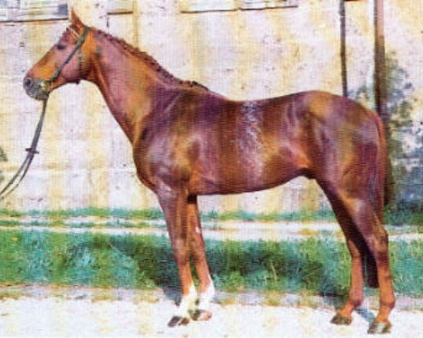 stallion Fierant xx (Thoroughbred, 1976, from Zigeunersohn xx)