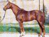 stallion Fierant xx (Thoroughbred, 1976, from Zigeunersohn xx)
