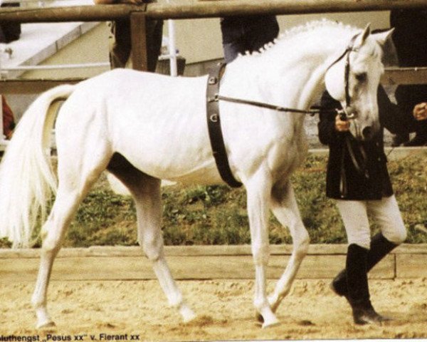 Pferd Pesus xx (Englisches Vollblut, 1984, von Fierant xx)