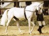 stallion Pesus xx (Thoroughbred, 1984, from Fierant xx)