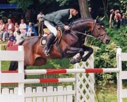 stallion Cornus (Trakehner, 1988, from Ravel)