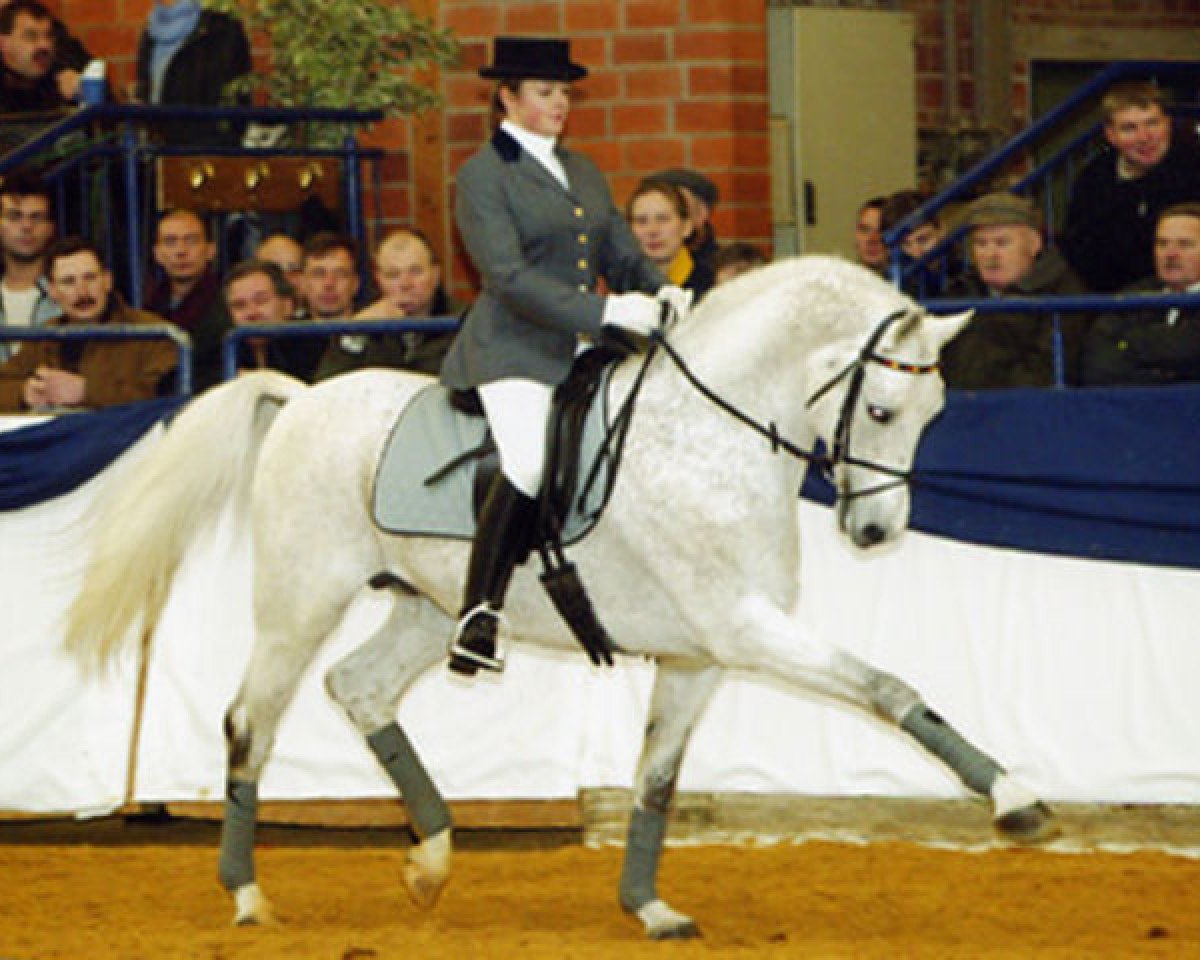 Deckhengst Puschkin R (Shagya-Araber, 1988, von Pamino ShA)