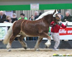 broodmare Nala (Rhenish-German Cold-Blood, 2006, from Nelson)