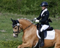 Dressurpferd Daily Sunshine 31 (Deutsches Reitpony, 2018, von Dressed in Gold 3)