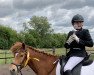 dressage horse Sharni (Iceland Horse, 2007, from Fauti)