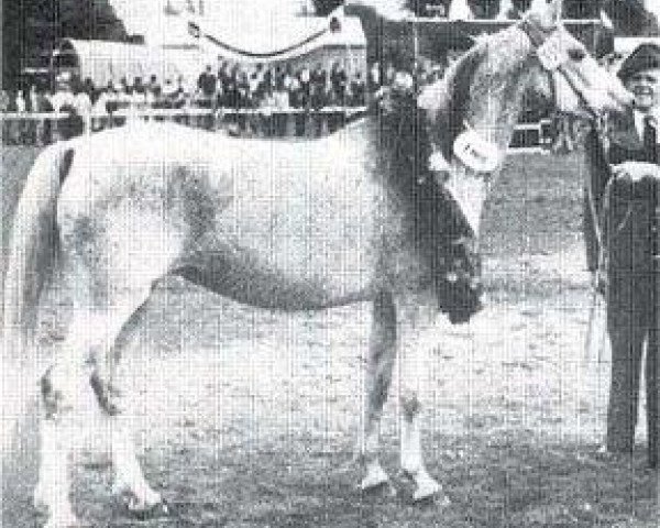 Zuchtstute Isabella 1935 ox (Vollblutaraber, 1935, von Jasir 1925 EAO)