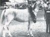broodmare Isabella 1935 ox (Arabian thoroughbred, 1935, from Jasir 1925 EAO)