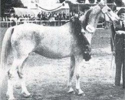 broodmare Isabella 1935 ox (Arabian thoroughbred, 1935, from Jasir 1925 EAO)