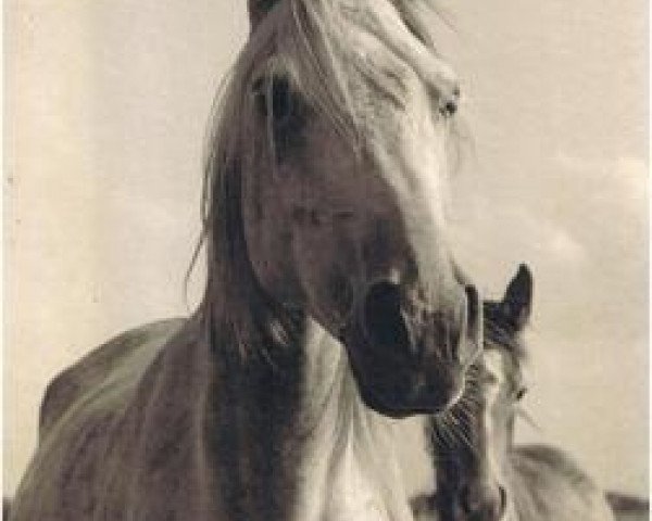 Zuchtstute Nefisa 1959 ox (Vollblutaraber, 1959, von Ghazal 1953 EAO)