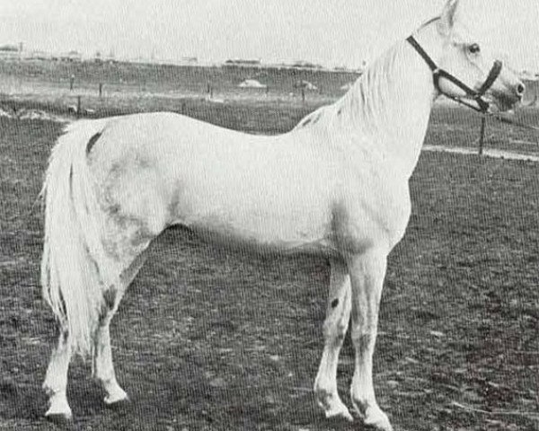 stallion Dahman 1957 ox (Arabian thoroughbred, 1957, from Hadban Enzahi 1952 EAO)