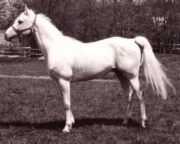 stallion Marzouck 1969 ox (Arabian thoroughbred, 1969, from Dynamit ox)