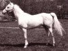 stallion Marzouck 1969 ox (Arabian thoroughbred, 1969, from Dynamit ox)