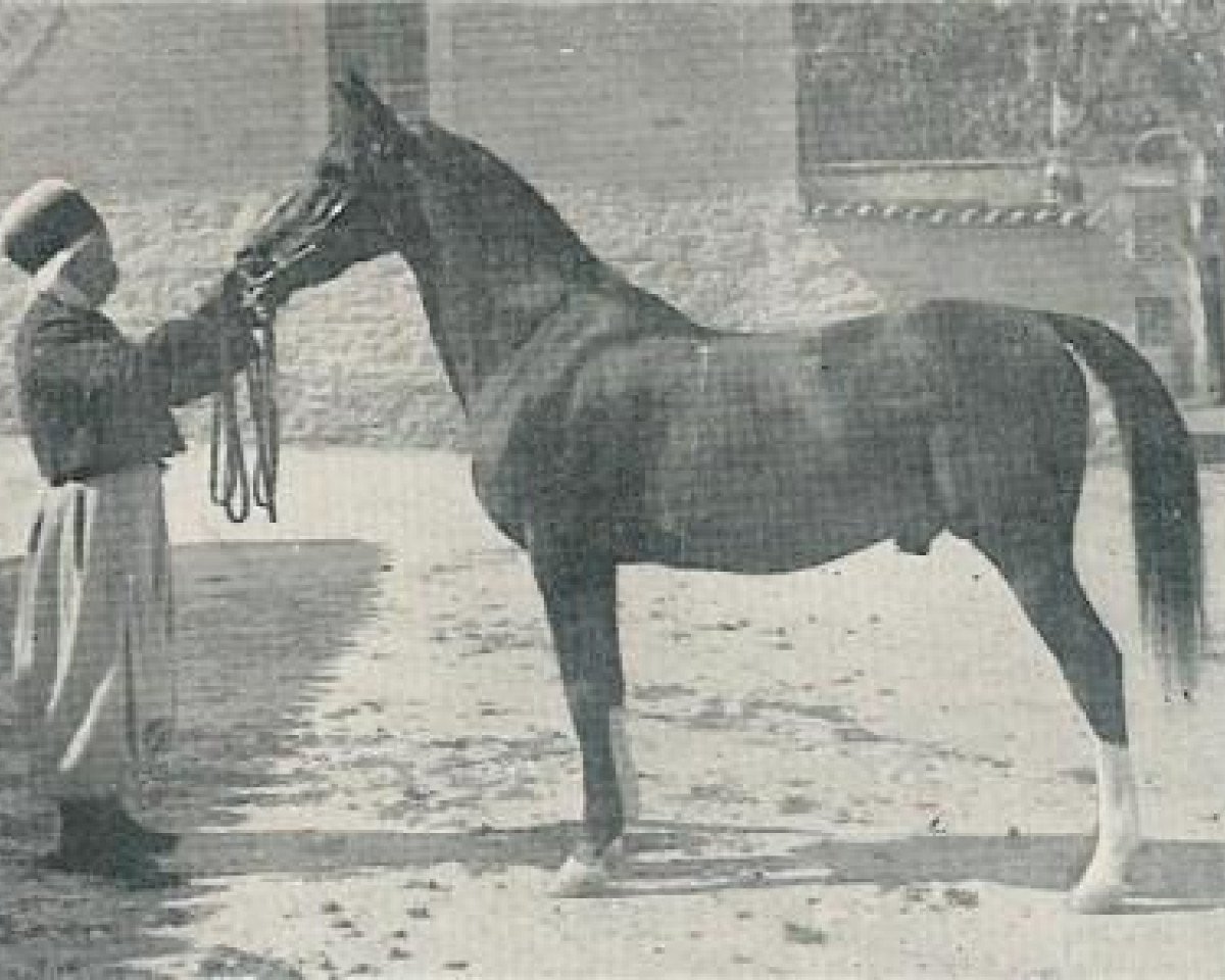 stallion Ghazi 1901 DB (Arabian purebred, 1901)