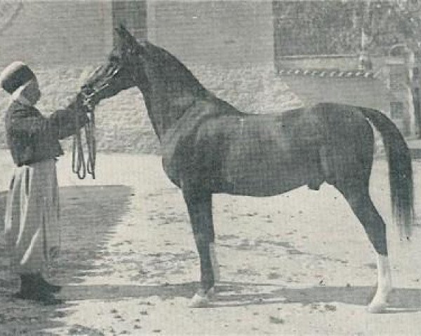 Deckhengst Ghazi 1901 DB (Vollblutaraber, 1901)