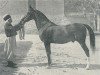 stallion Ghazi 1901 DB (Arabian thoroughbred, 1901)