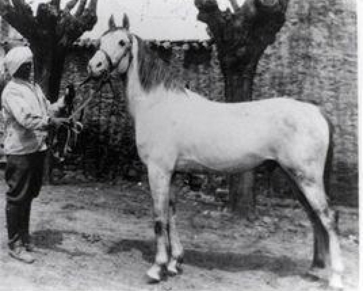 stallion Bango 1923 ox (Arabian purebred, 1923, from Razza Managhi 1900 DB)