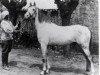 Deckhengst Bango 1923 ox (Vollblutaraber, 1923, von Razza Managhi 1900 DB)