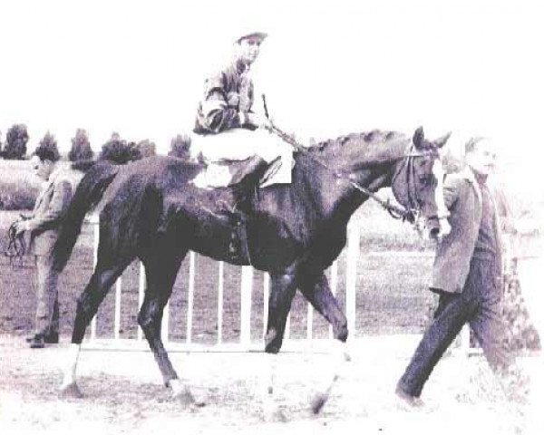 stallion Esmet Ali 1955 ox (Arabian thoroughbred, 1955, from Hazil 1944 ox)