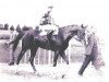 stallion Esmet Ali 1955 ox (Arabian thoroughbred, 1955, from Hazil 1944 ox)