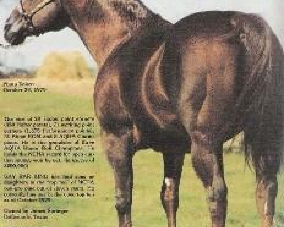 Deckhengst Gay Bar King (Quarter Horse, 1958, von Three Bars xx)