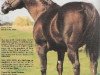 stallion Gay Bar King (Quarter Horse, 1958, from Three Bars xx)