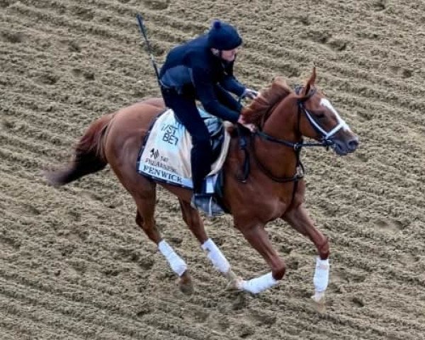 horse Fenwick xx (Thoroughbred, 2019, from Curlin xx)