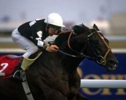 stallion Desert Sun xx (Thoroughbred, 1988, from Green Desert xx)