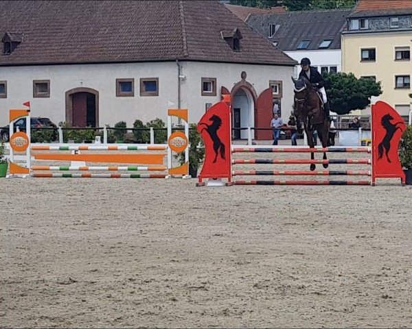 jumper Candyman GT (Hanoverian, 2018, from Tannenhof's Chacco Chacco)