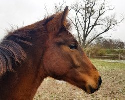 dressage horse Bonheur du Cœur (German Sport Horse, 2021, from Ben Benicio)