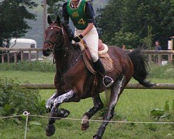 horse Flamenco 150 (Hanoverian, 1998, from Fontainebleau)