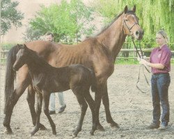 broodmare Franziska III (Holsteiner, 1991, from Lavall I)