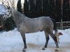 broodmare Wild Girl 7 (Holsteiner, 2006, from Lacapo)