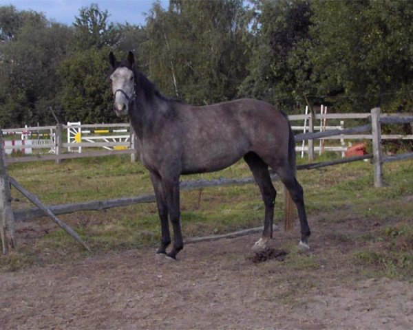 broodmare E' Libertee (Westphalian, 2005, from Elimcal xx)