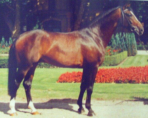 stallion Ribbeck (Westphalian, 1989, from Ribot)